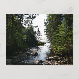 Carte Postale Forêt près de Hunters Beach dans le parc national 