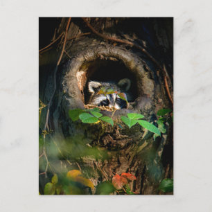 Carte Postale Forêt   Raccoon Peeking