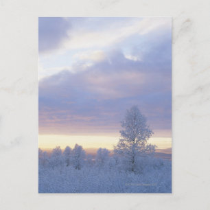 Carte Postale Forêt recouverte de gel