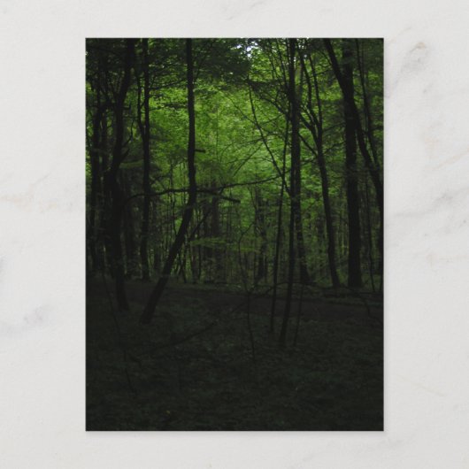 Carte Postale Forêt sombre abandonnée (Devant)