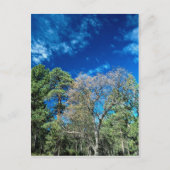 Carte Postale Forêt sur le mont Laguana, parc d'état de Clevelan (Devant)