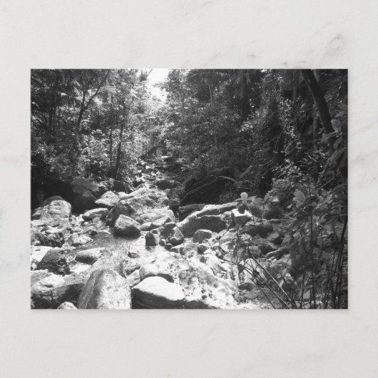 Carte Postale Forêt tropicale de ressortissant d'EL Yunque (Devant)