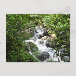 Carte Postale Forêt tropicale d'Yunque, Porto Rico