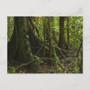 Carte Postale Forêt tropicale, rivière Mapari Nord Rupununi,