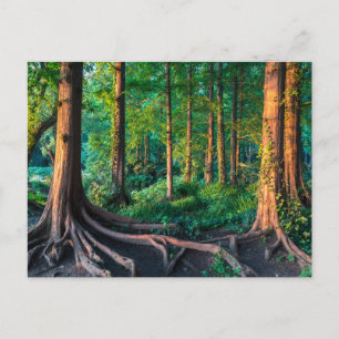 Carte Postale Forêt   Végétation et forêt
