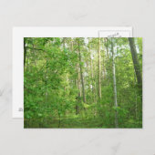Carte Postale Forêt verte (Devant / Derrière)