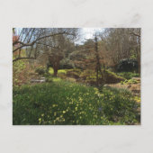 Carte Postale Forêt verte avec des fleurs jaunes (Devant)