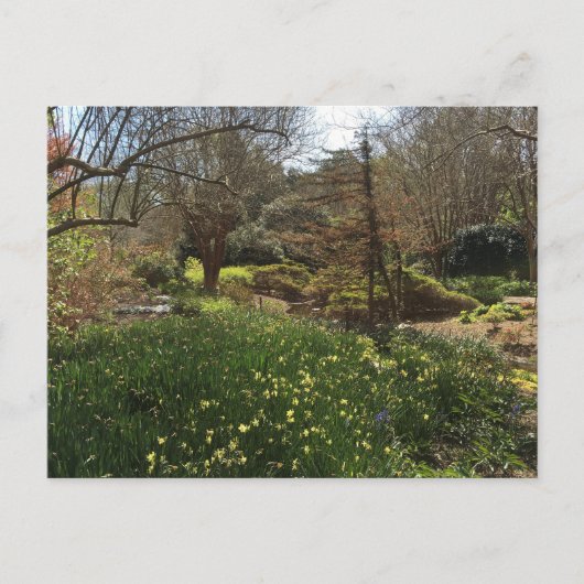 Carte Postale Forêt verte avec des fleurs jaunes (Devant)