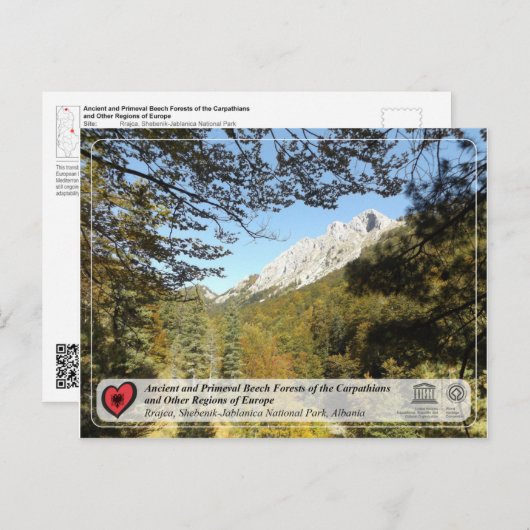 Carte Postale Forêts de hêtres anciennes et primitives - Rrajca (Devant / Derrière)