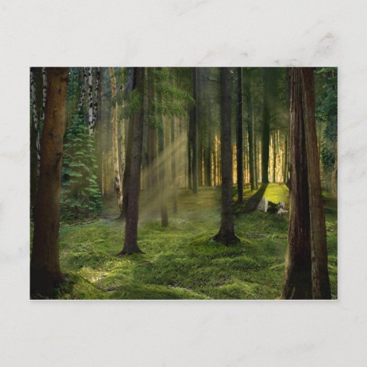 Carte Postale Forêts de l'aube (Devant)