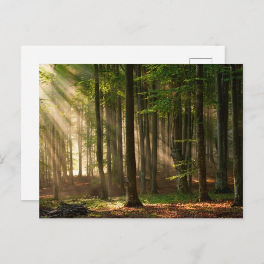 Carte Postale Forêts | Forêt d'automne (Devant / Derrière)