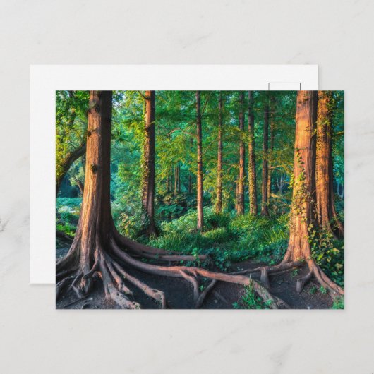 Carte Postale Forêts | Verdure & Forêt (Devant / Derrière)