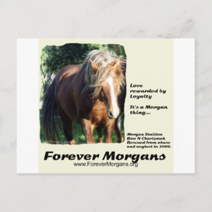 Carte Postale ForeverMorgans Morgan Stallion