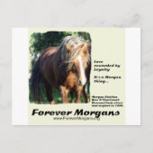 Carte Postale ForeverMorgans Morgan Stallion (Devant)