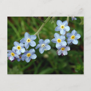 Carte Postale Forget Me Nots
