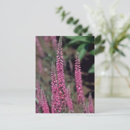 Carte Postale Forma rose, (Veronica Longifolia) (Debout devant)