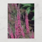 Carte Postale Forma rose, (Veronica Longifolia) (Devant)