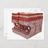 Carte Postale Formation de la courbe sanguine (Devant / Derrière)