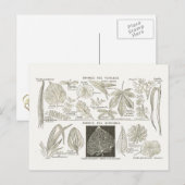 Carte Postale Formation des feuilles (Devant / Derrière)