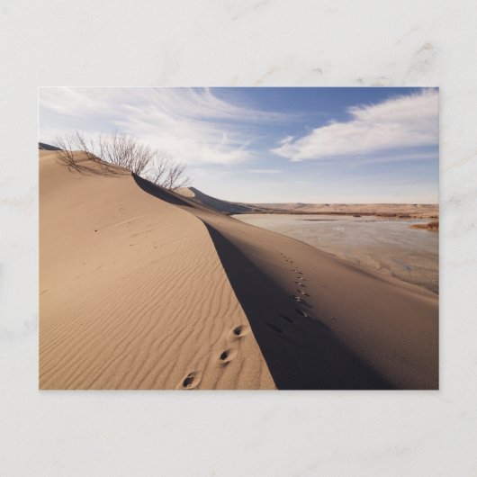 Carte Postale Formations de dunes de sable. Parc d'État des dune (Devant)
