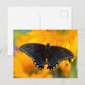 Carte Postale Forme noire du papillon tigre de l'Est (Devant / Derrière)