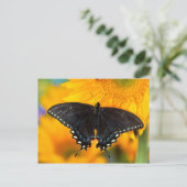 Carte Postale Forme noire du papillon tigre de l'Est (Debout devant)