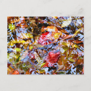 Carte Postale Formes de feuilles colorées, reflets d'arbre dans