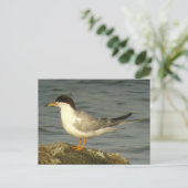 Carte postale Forster's Tern (Debout devant)
