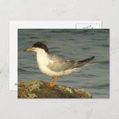 Carte postale Forster's Tern (Devant / Derrière)