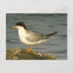 Carte postale Forster's Tern