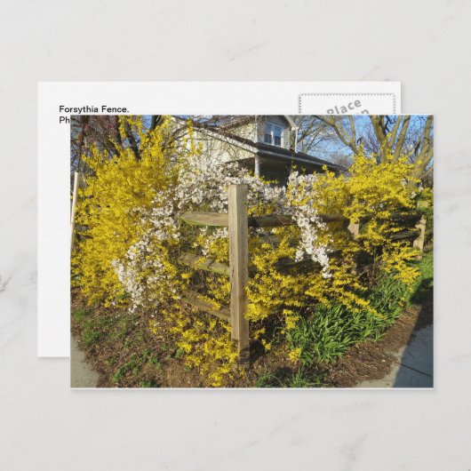 Carte Postale Forsythia (Devant / Derrière)