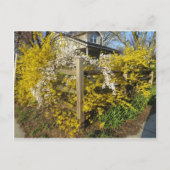 Carte Postale Forsythia (Devant)
