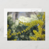 Carte postale Forsythia Jaune (Devant / Derrière)