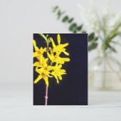 Carte Postale Forsythia jaune Fleurs de brindilles (Debout devant)