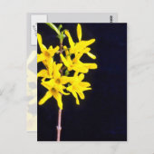 Carte Postale Forsythia jaune Fleurs de brindilles (Devant / Derrière)