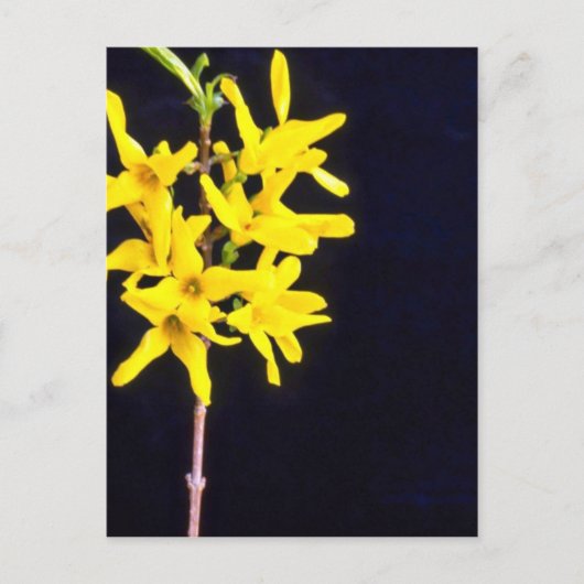 Carte Postale Forsythia jaune Fleurs de brindilles (Devant)
