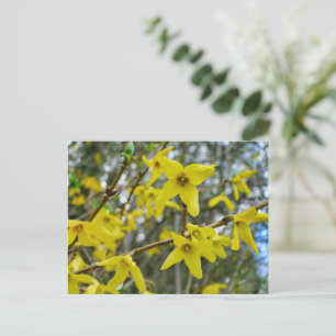 Carte Postale Forsythie au printemps