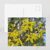 Carte Postale Forsythie au printemps (Devant / Derrière)