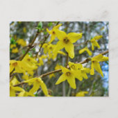 Carte Postale Forsythie au printemps (Devant)