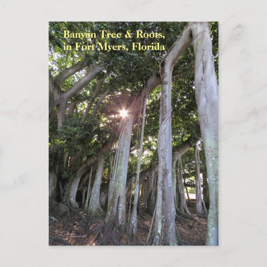 Carte postale Fort Myers Florida (Devant)