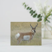 Carte Postale Fortune d'antilope d'A1 Pronghorn (Debout devant)