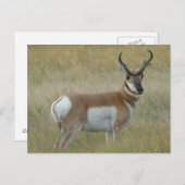 Carte Postale Fortune d'antilope d'A1 Pronghorn (Devant / Derrière)