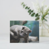 Carte postale Fossa (Debout devant)