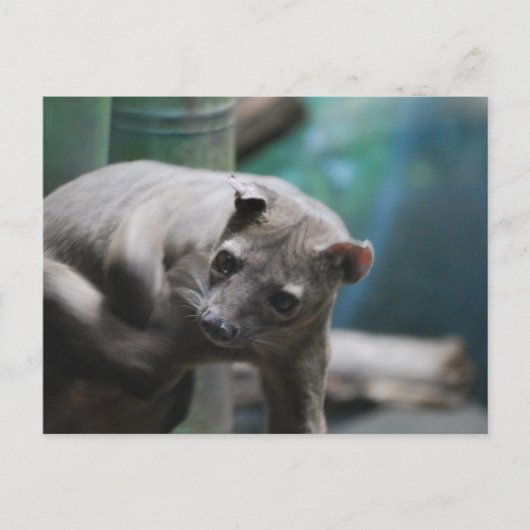 Carte postale Fossa (Devant)