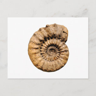 Carte Postale Fossile ammonite