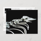 Carte Postale Fossile de baleine grise (Devant / Derrière)