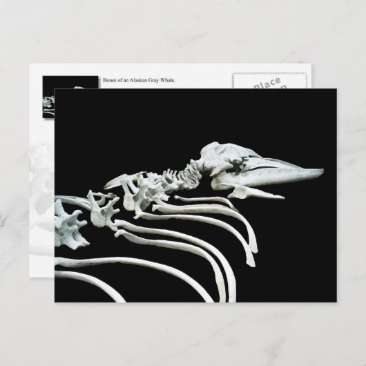 Carte Postale Fossile de baleine grise (Devant / Derrière)