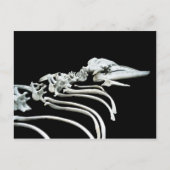 Carte Postale Fossile de baleine grise (Devant)