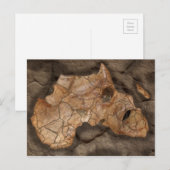 Carte Postale fossile de dinosaure africain (Devant / Derrière)