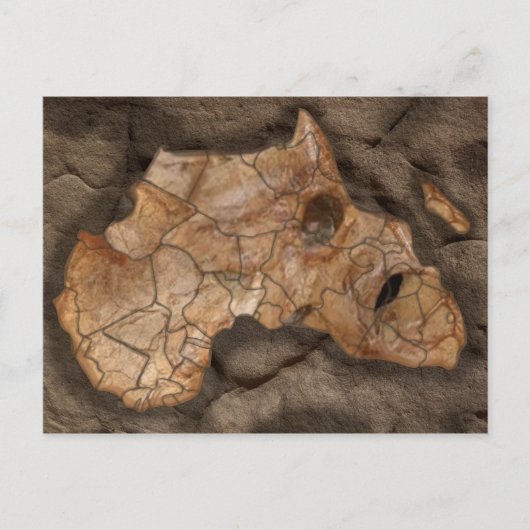 Carte Postale fossile de dinosaure africain (Devant)